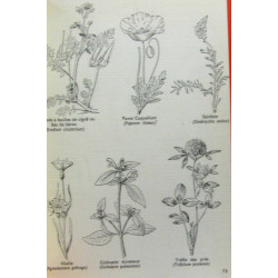 Guides du naturalistes III quelle est donc cette fleur