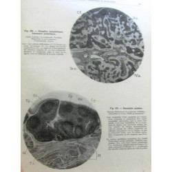 Manuel théorique et pratique d'histologie (4e édition)
