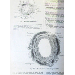 Manuel théorique et pratique d'histologie (4e édition)