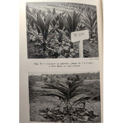 Quelques aspects de la culture du palmier à huile et du cocotier...