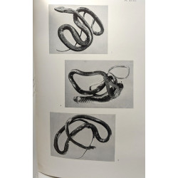 Contribution à l'Herpétologie de la Région des Grands Lacs de...