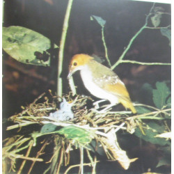 La vie dans la forêt équatoriale