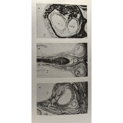 L'organe de Jacobson du Lémurien Malgache Microcebus Murinus...