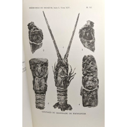Les crustacés décapodes du jurassique supérieur et du crétacé de...