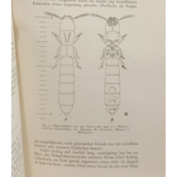 Neue staphyliniden ausportugal (Col.) - p. 98-141