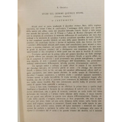 Suti sul genere quedius steph